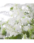 Astilbe arendsii Brautschleier